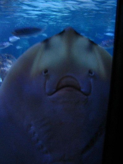 Allianz Arena und SeaLife_10